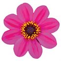 Bild von Ej Dahlia knop Purple